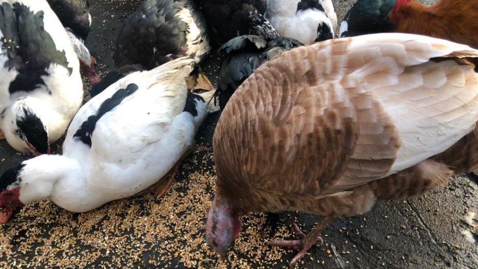 Ducks and a turkey eating food