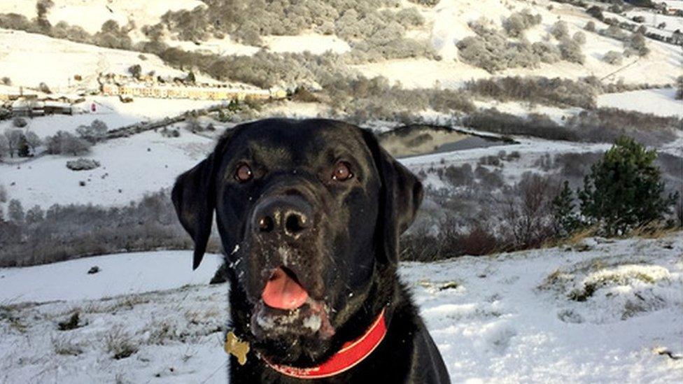 'How much fun am I having?' - Max the black lab in Dare Valley Country Park near Aberdare, Rhondda Cynon Taff