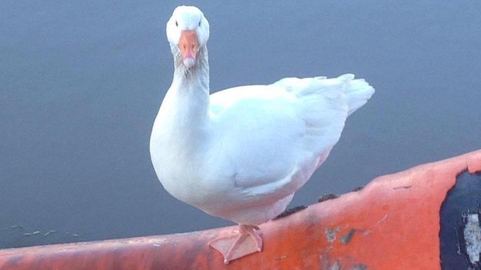 Missing female goose named Derek