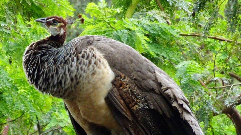 Peahen (generic photo)