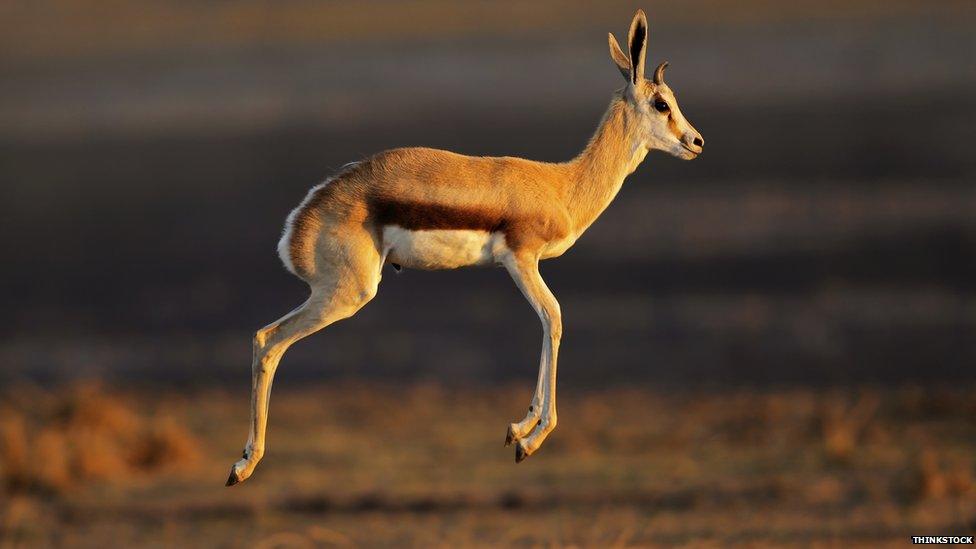 Gazelle leaping