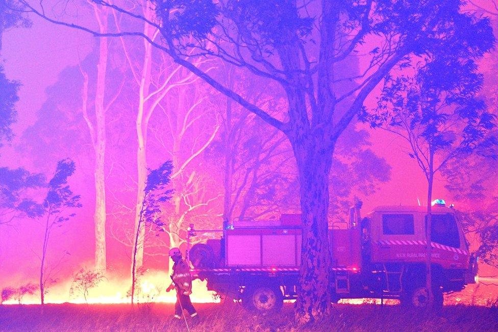 Firefighters hose down trees