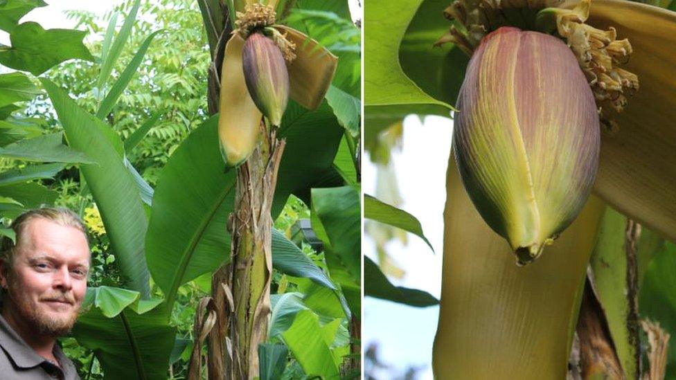 Russ Watkins, Floral Team Leader at RHS Harlow Carr, and the banana plant