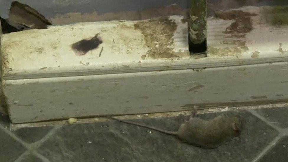 Mould and a rat