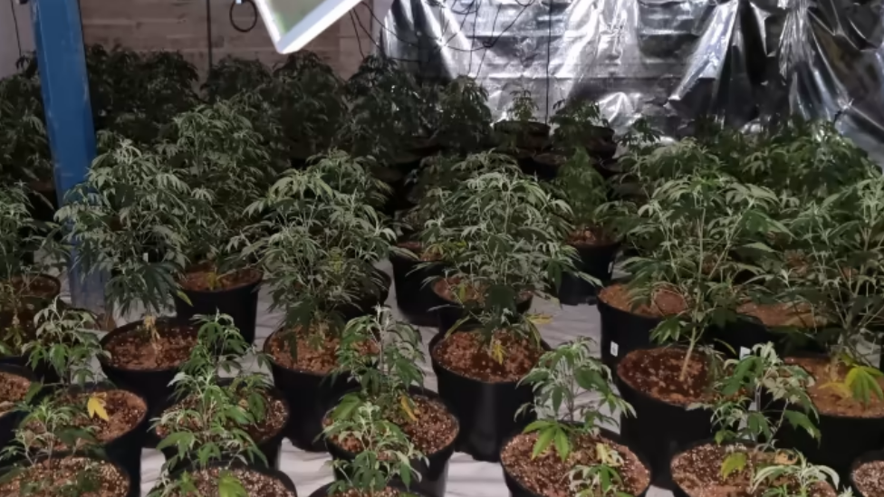 A cannabis growing operation