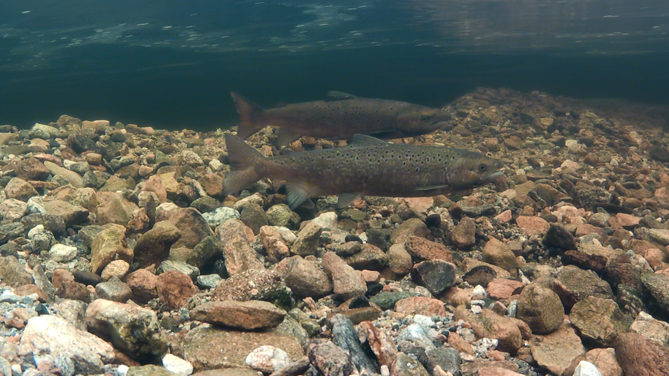 Mr Linley Adams is concerned about the effect of fish farms on wild salmon