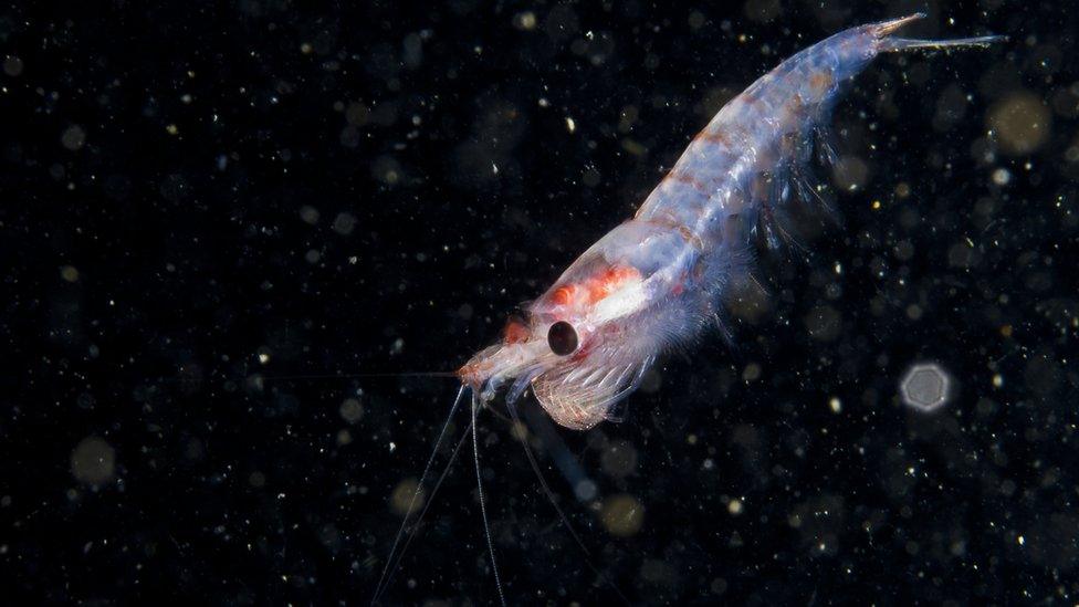 Krill.