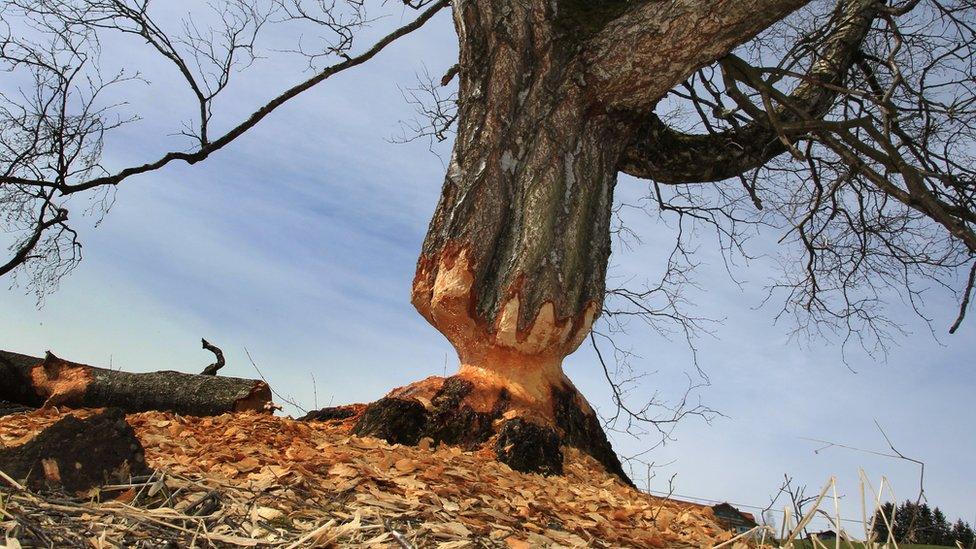 Tree damaged by beavers