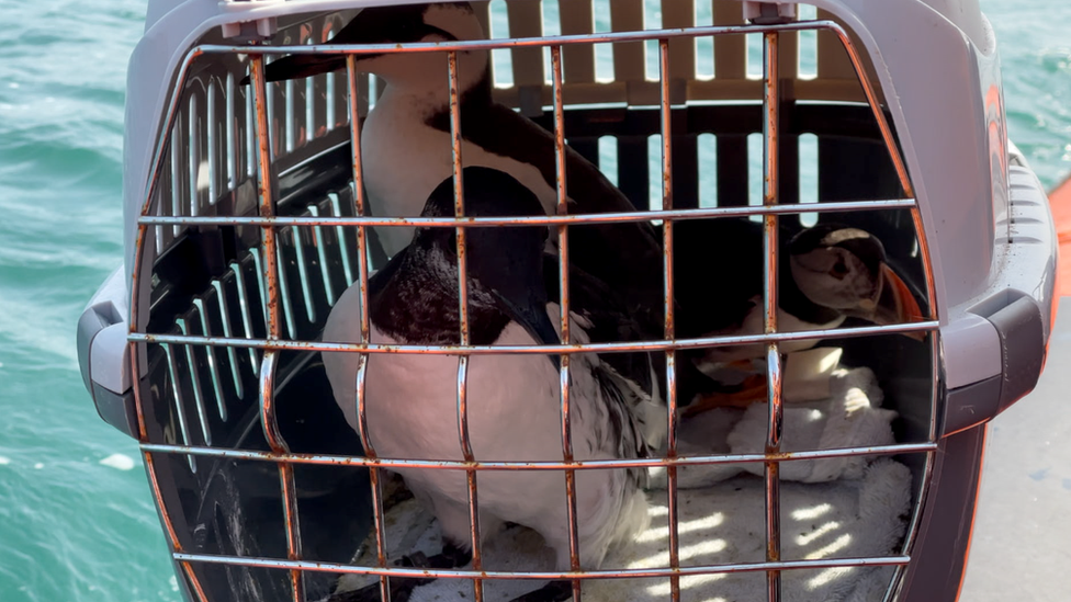 The puffin and the guillemots in a box before being released on Friday