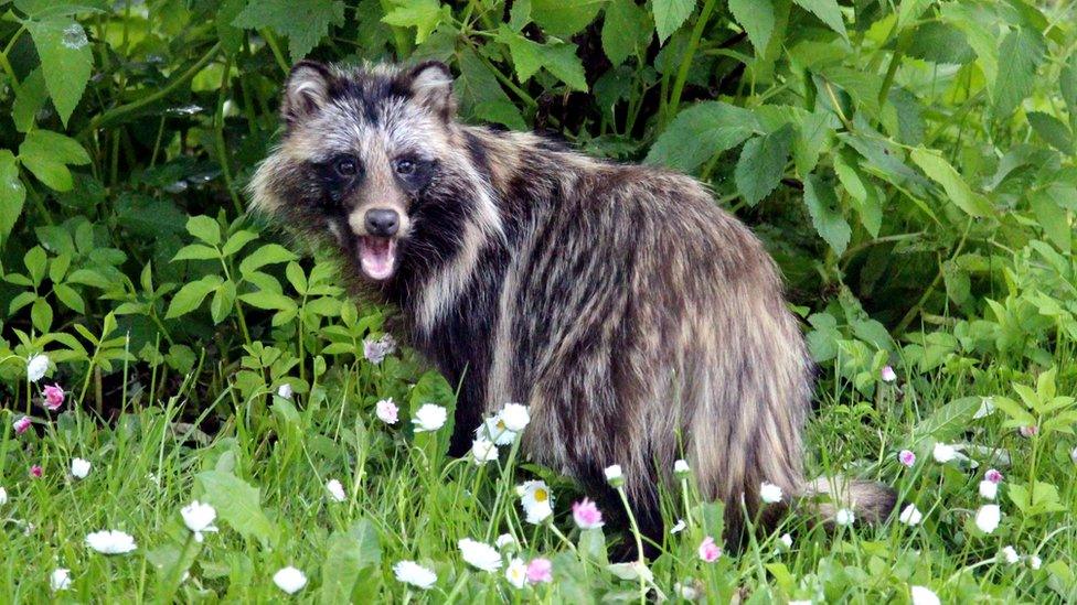 A raccoon dog in a garden