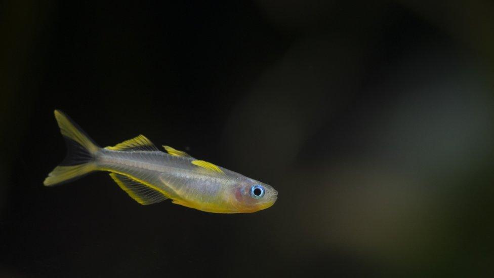 Forktail blue-eye-fish.
