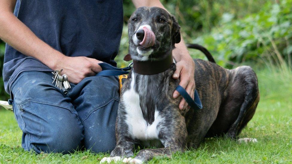 A member of RSPCA staff with a dog