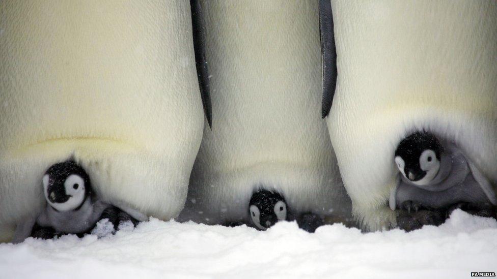 emperor penguin babies under adults