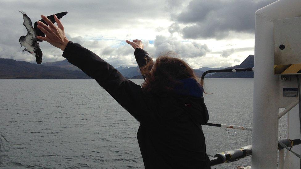 Manx shearwater being released from a ferry