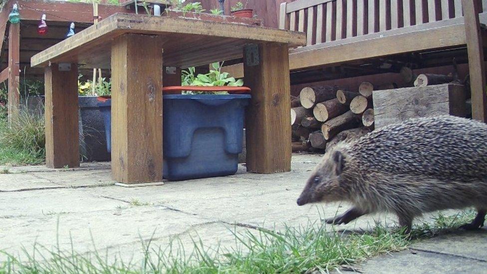 Hedgehog walking on a patio