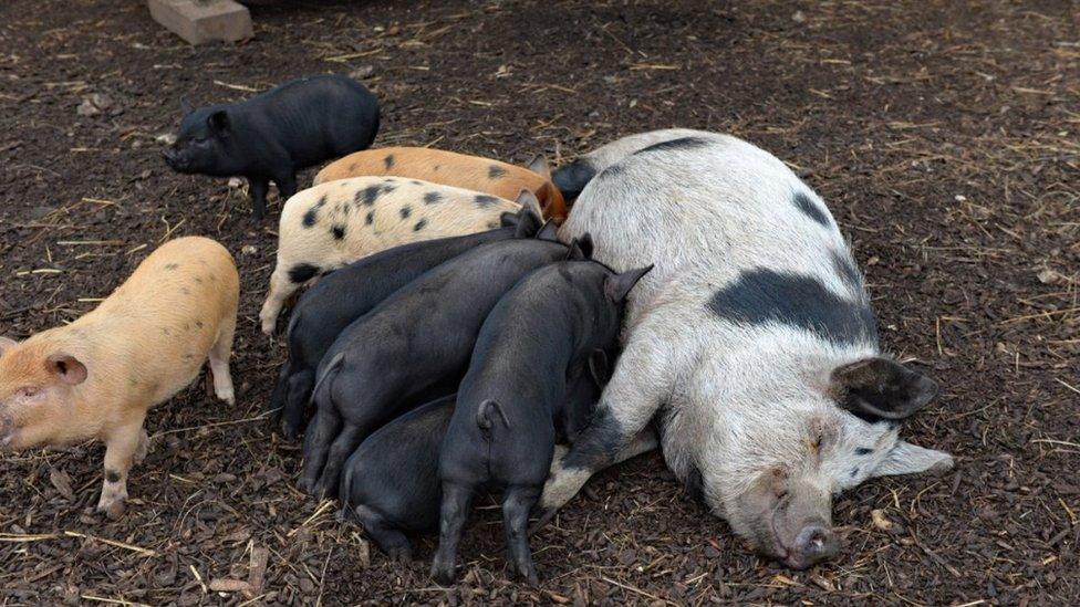 Pig with piglets