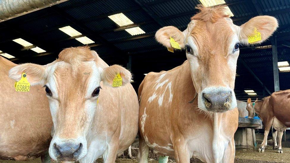 Jersey Cows at South Devon Dairy