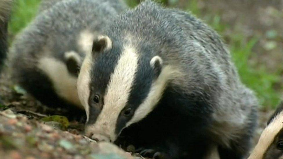 Badgers