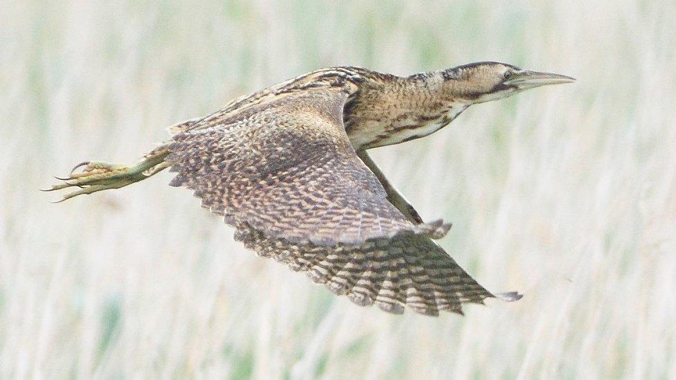 Adult bittern in flight at Newport Wetlands Nature Reserve.