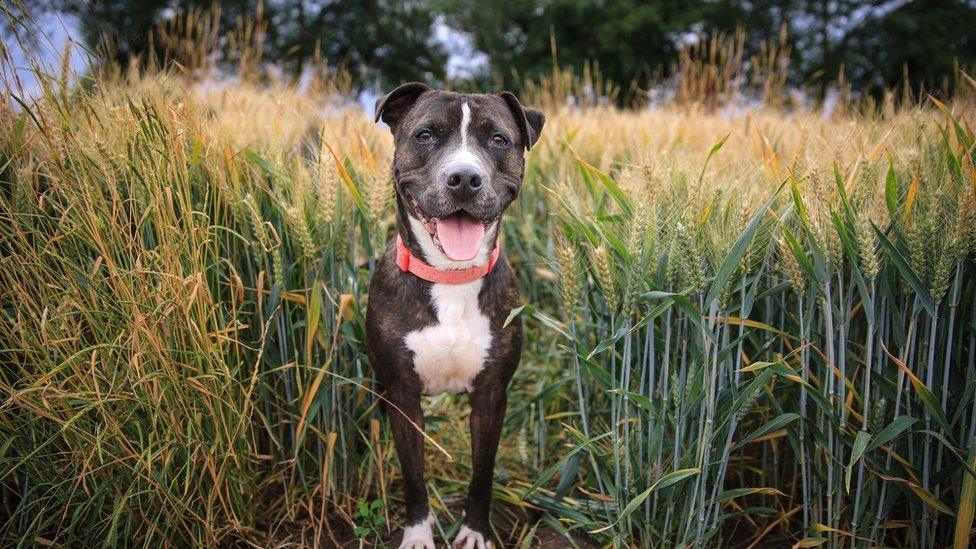 A Staffordshire Terrier