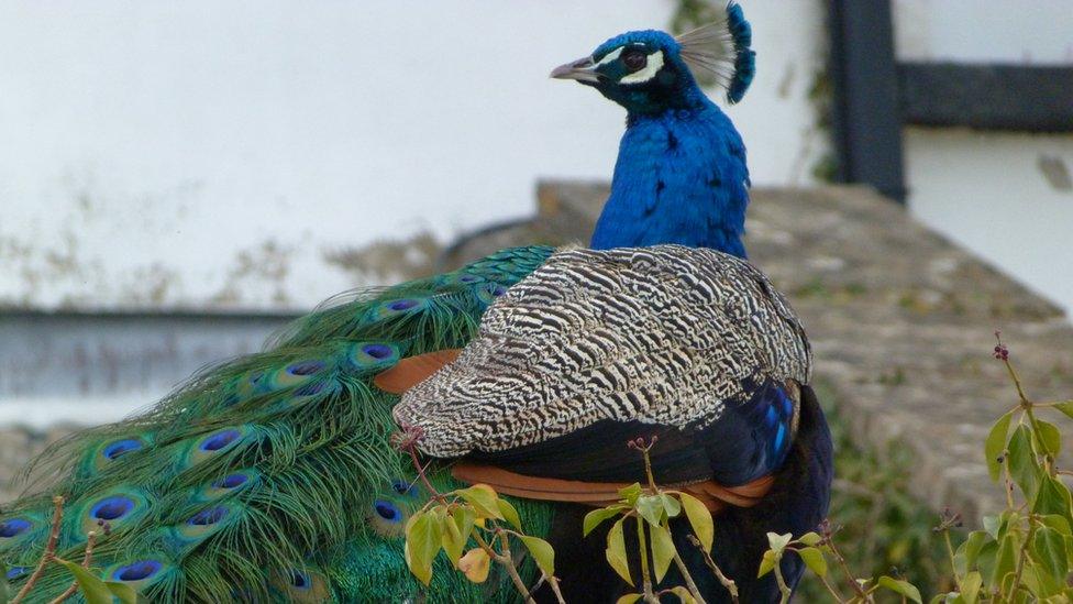 A peacock perched on a wall at Anna's Welsh Zoo