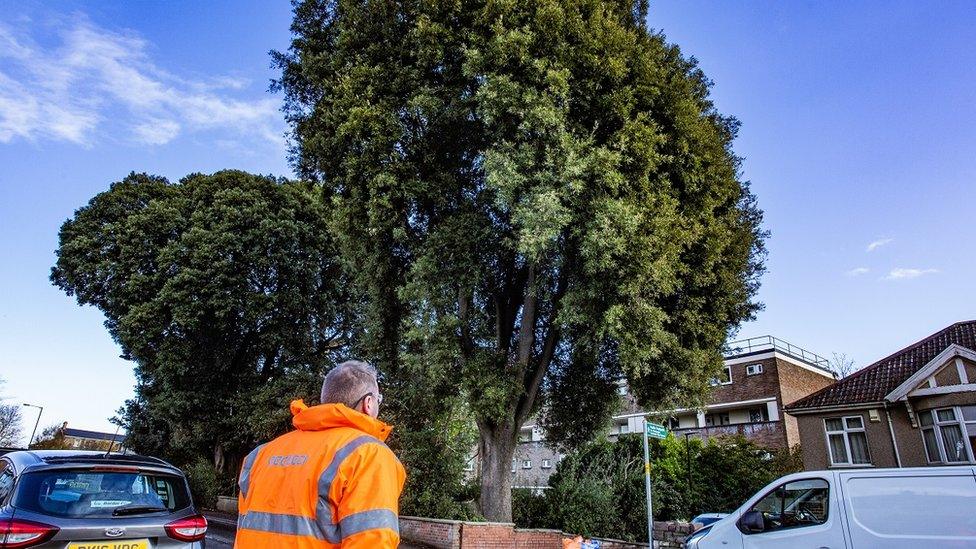 The Oak tree on Ashley Down Road