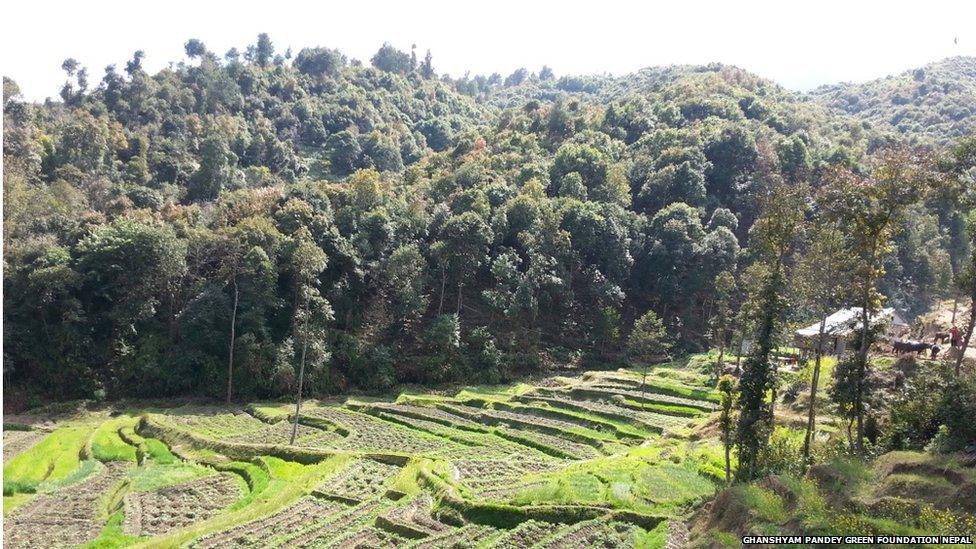 A community forest in Nepal