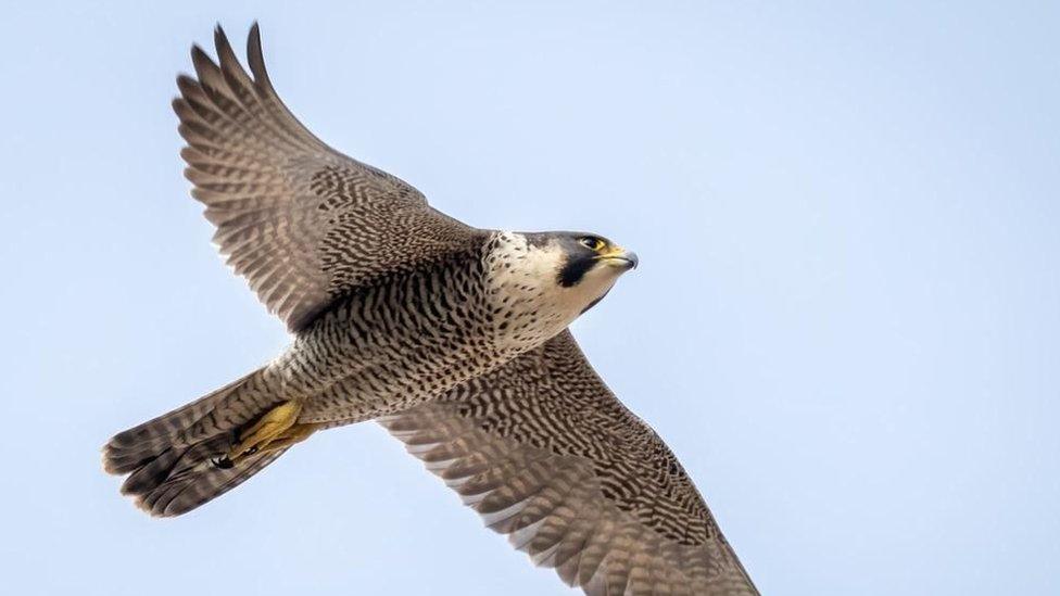 Peregrine Falcon in flight