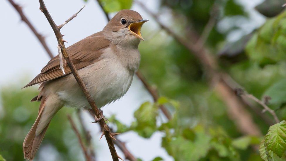 A nightingale on a tree branch