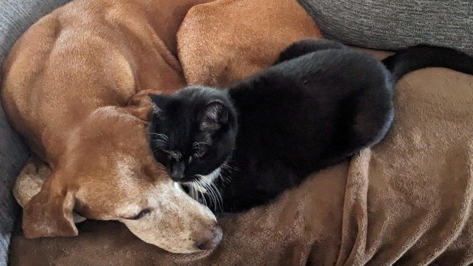 Toni's dog and cat cuddled together on a sofa