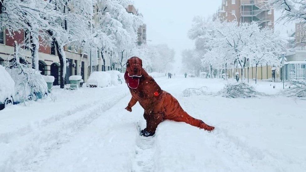 Person in Dinosaur costume