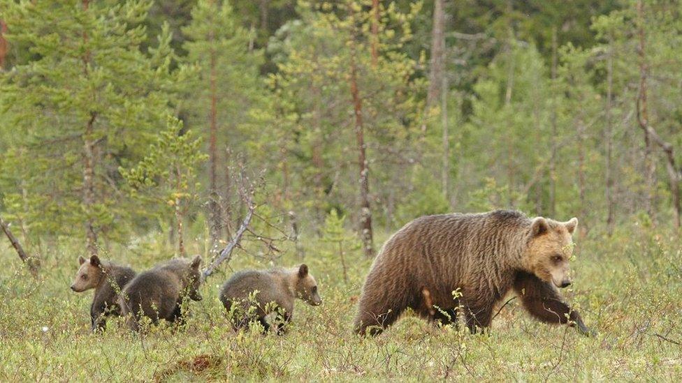 Brown bears