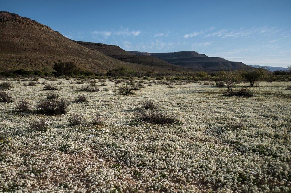 Flowers in the desert