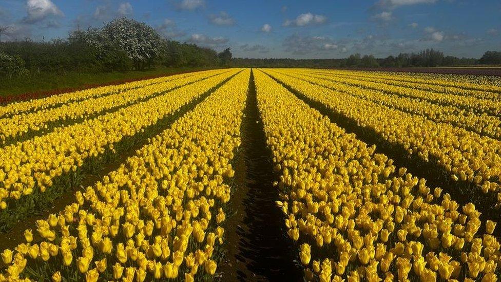 Field of tulips