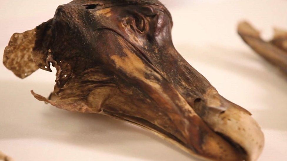 Oxford dodo's mummified skull