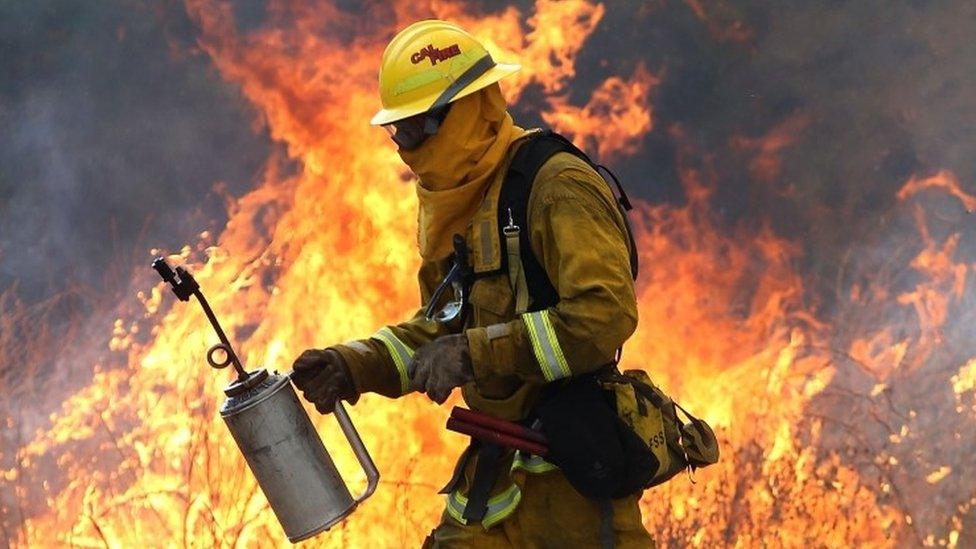 A Cal Fire fire fighter uses a drip torch to burn dry grass during a backfire operation to head off the Rocky Fire (03 August 2015)