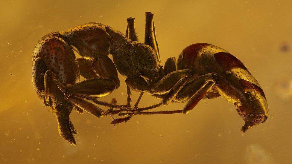 Ant trapped in amber