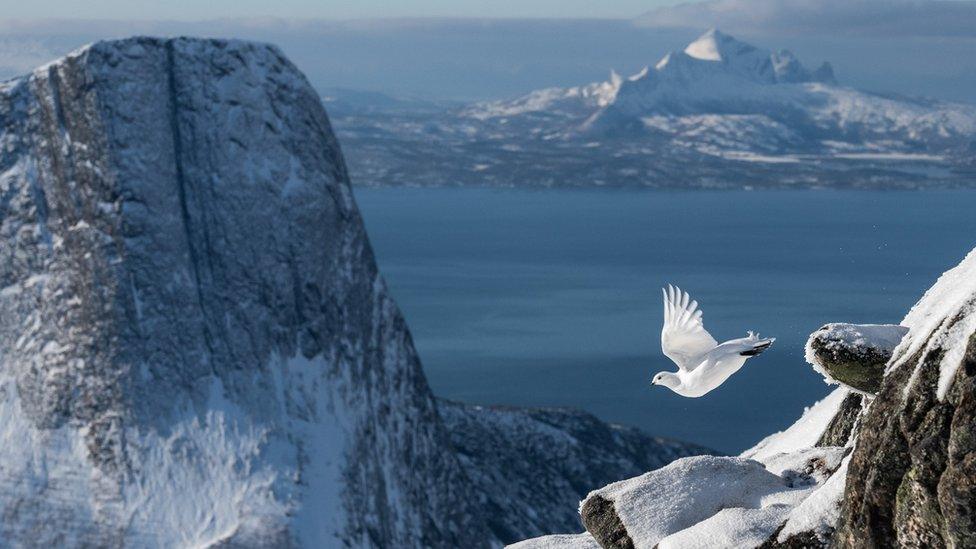 rock ptarmigan.