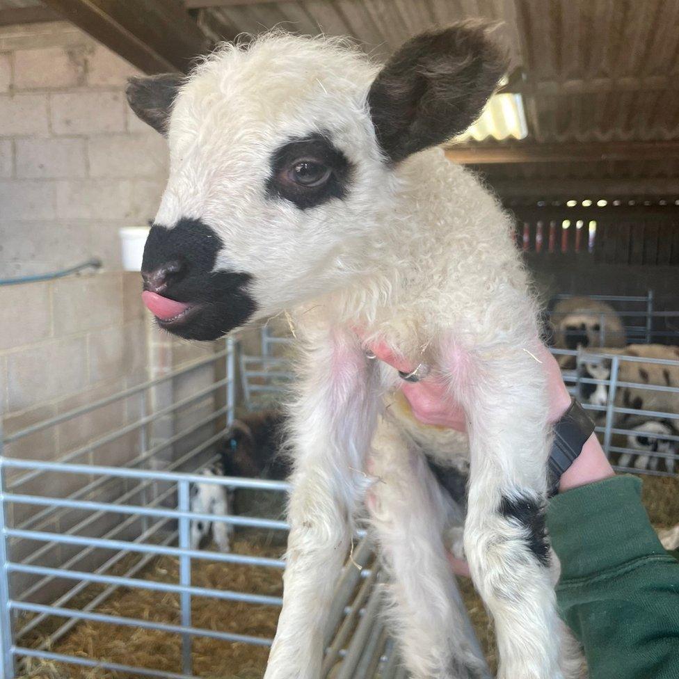 Rare-breed lamb born at Farmer Palmer's