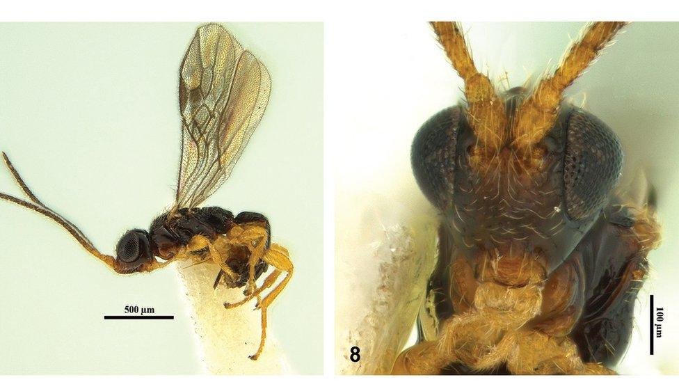 Conobregma bradpitti