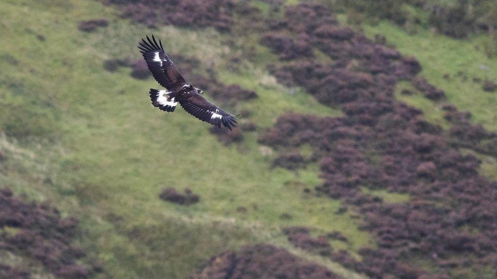 Eagle in flight