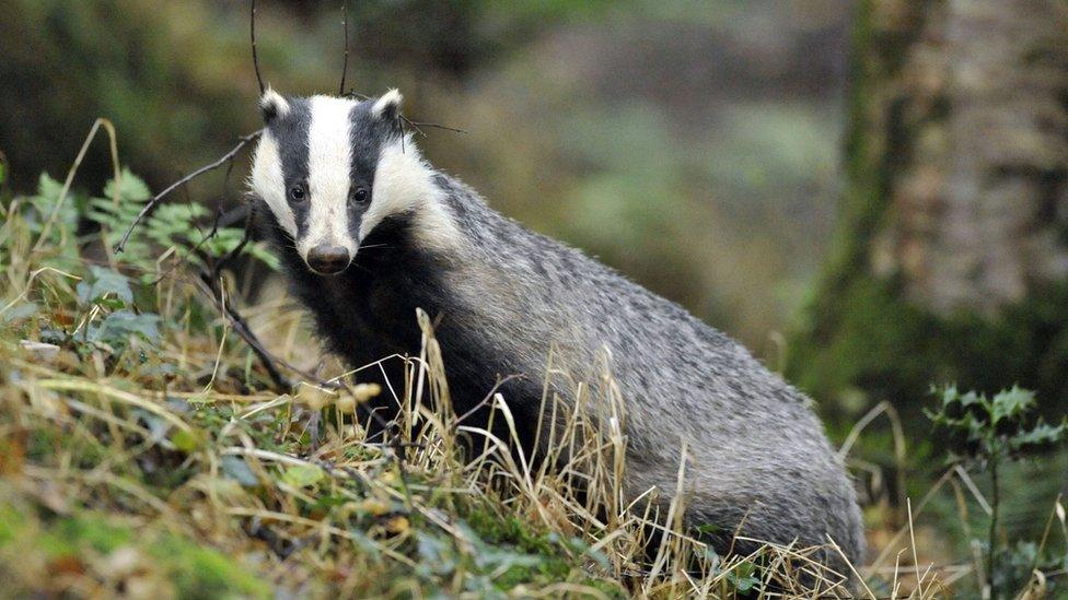 Badger