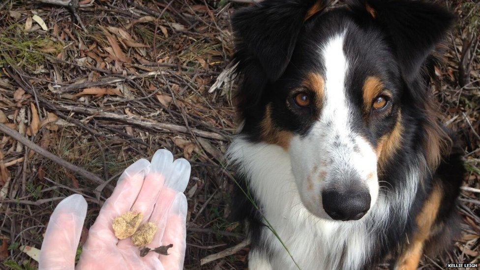 A sniffer dog and some animal scat, Blue Mountains, Australia