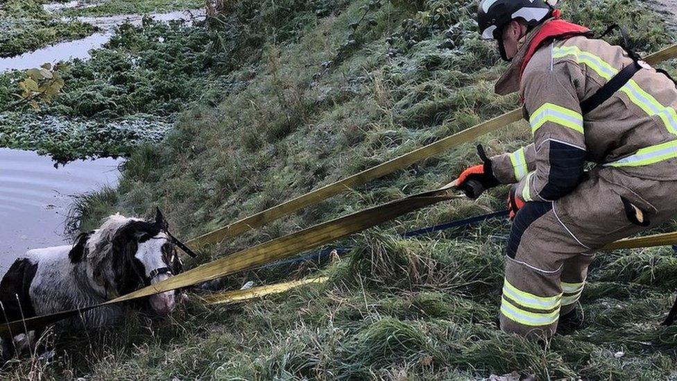 Horse being rescued