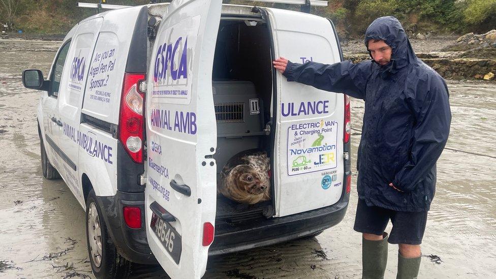 Seal pup being released from a van