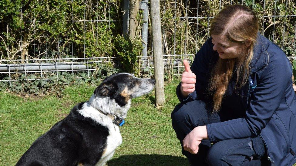 peggy-the-deaf-sheep-dog