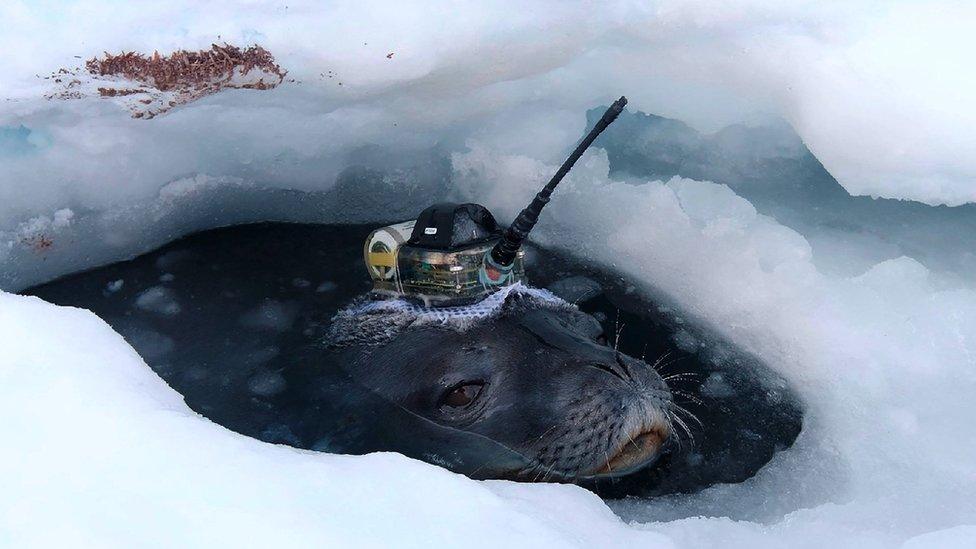 Weddell seal fitted with high-tech head-mounted measuring devices to survey waters under the thick ice sheet in Antarctica