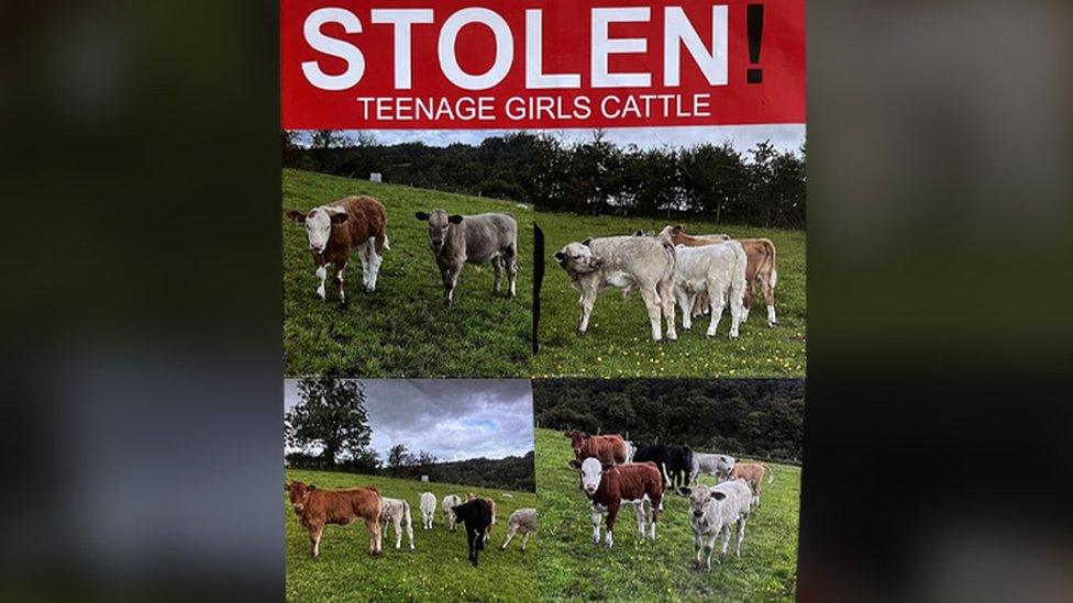 social media appeal for stolen calves