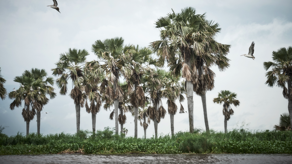 Birds and trees near Canal Village along the Nile in South Sudan