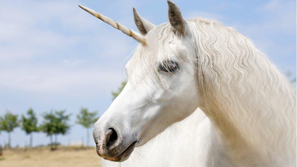 a unicorn